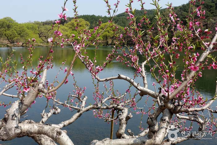 복사꽃 너머 보이는 왕버들 