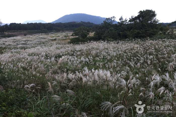 억새꽃 흩날리는 거문오름 안내소 주변