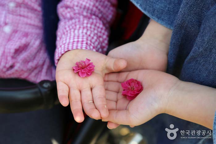 고사리 손에 놓인 홍매화