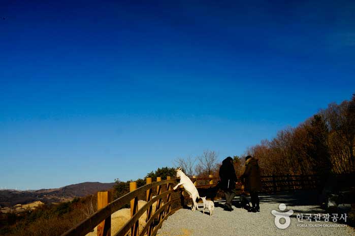 산책길 내내 따라다니는 산양