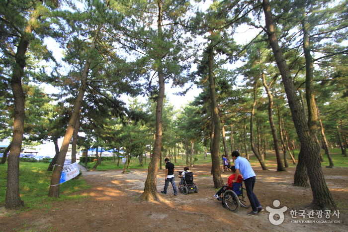 송정해변 딴봉마을 산책로는 흙길이지만 단단하다.