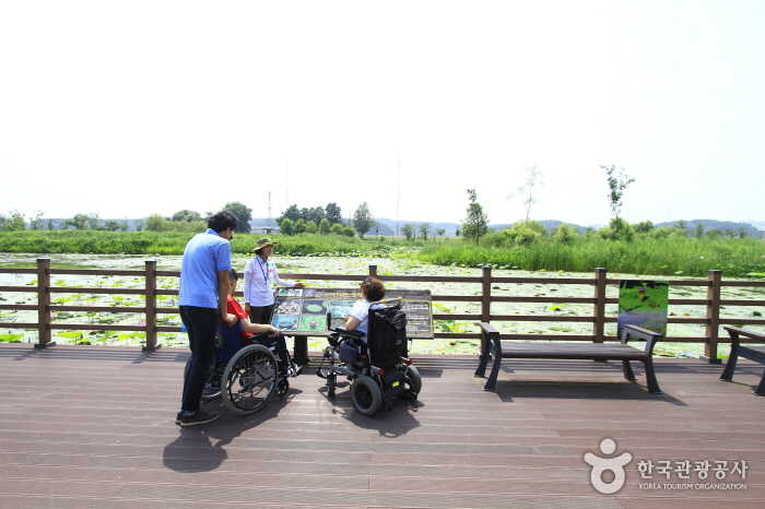 경포가시연습지 보행데크