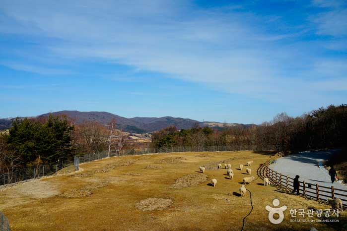 약 5만 평 대지에 재개장한 순수양떼목장