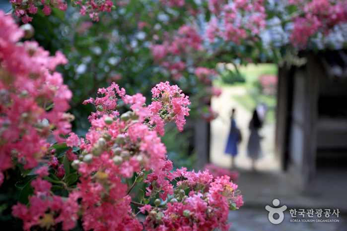 전국 사진작가들이 모여드는 배롱나무꽃 명소