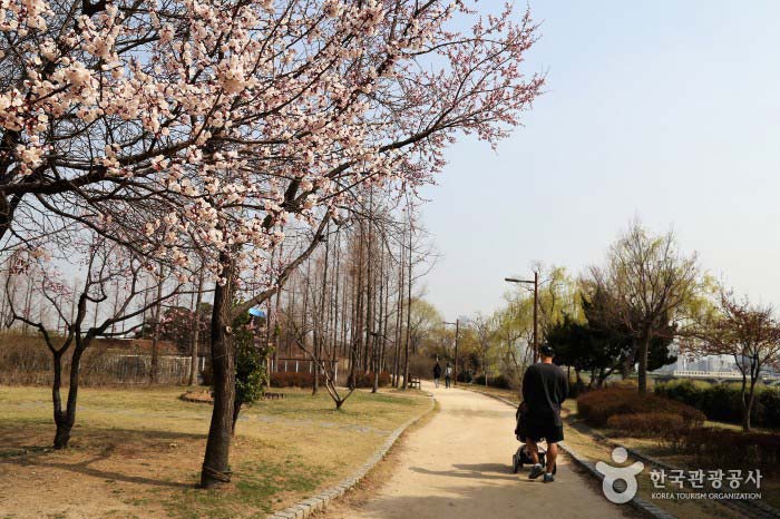 벚꽃이 한창인 선유도의 봄