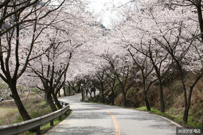 4월이면 대원사 진입로를 따라 벚꽃이 터널을 이룬다. <사진제공:보성군청 >