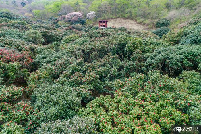 천관산동백숲보존회와 산림청이 앞장서 다시 짙푸른 숲이 됐다. <사진제공:장흥군청  >