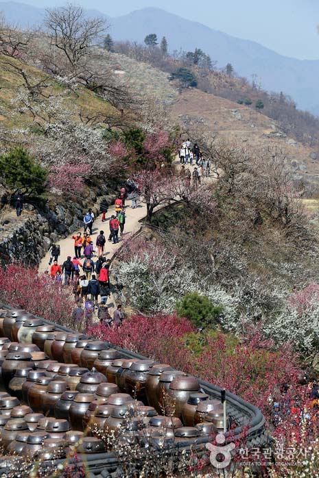 청매실농원에서 바라본 매화마을 풍경
