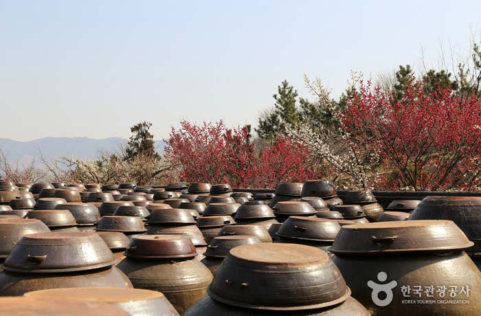 수천 개의 장독이 장관인 매화마을