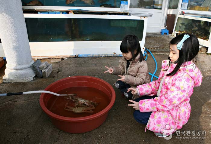 대게를 찜통에 넣기 전 미온수에 기절시킨다