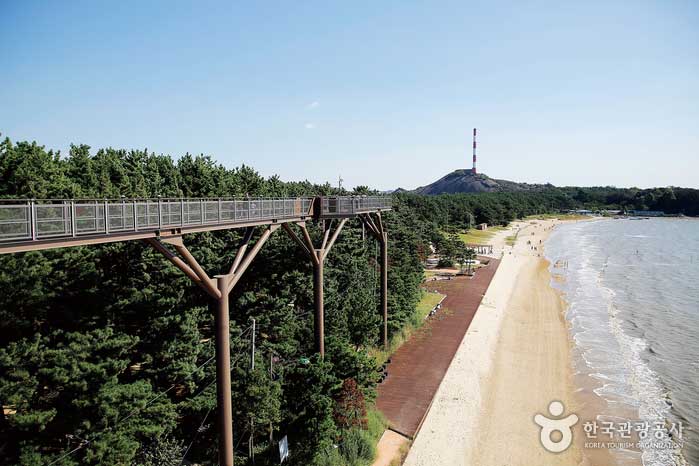 장항 스카이 워크에서 내려다본 풍경