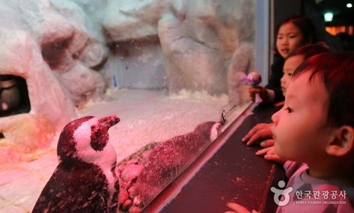 아쿠아플라넷에서 펭귄의 모습을 바라보고 있다