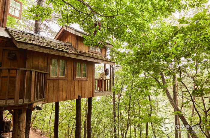 나무로 만든 집, 트리하우스에서 어릴 적 로망을 실현한다.