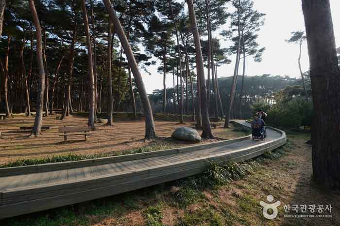 가파른 경사의 솔숲산책로